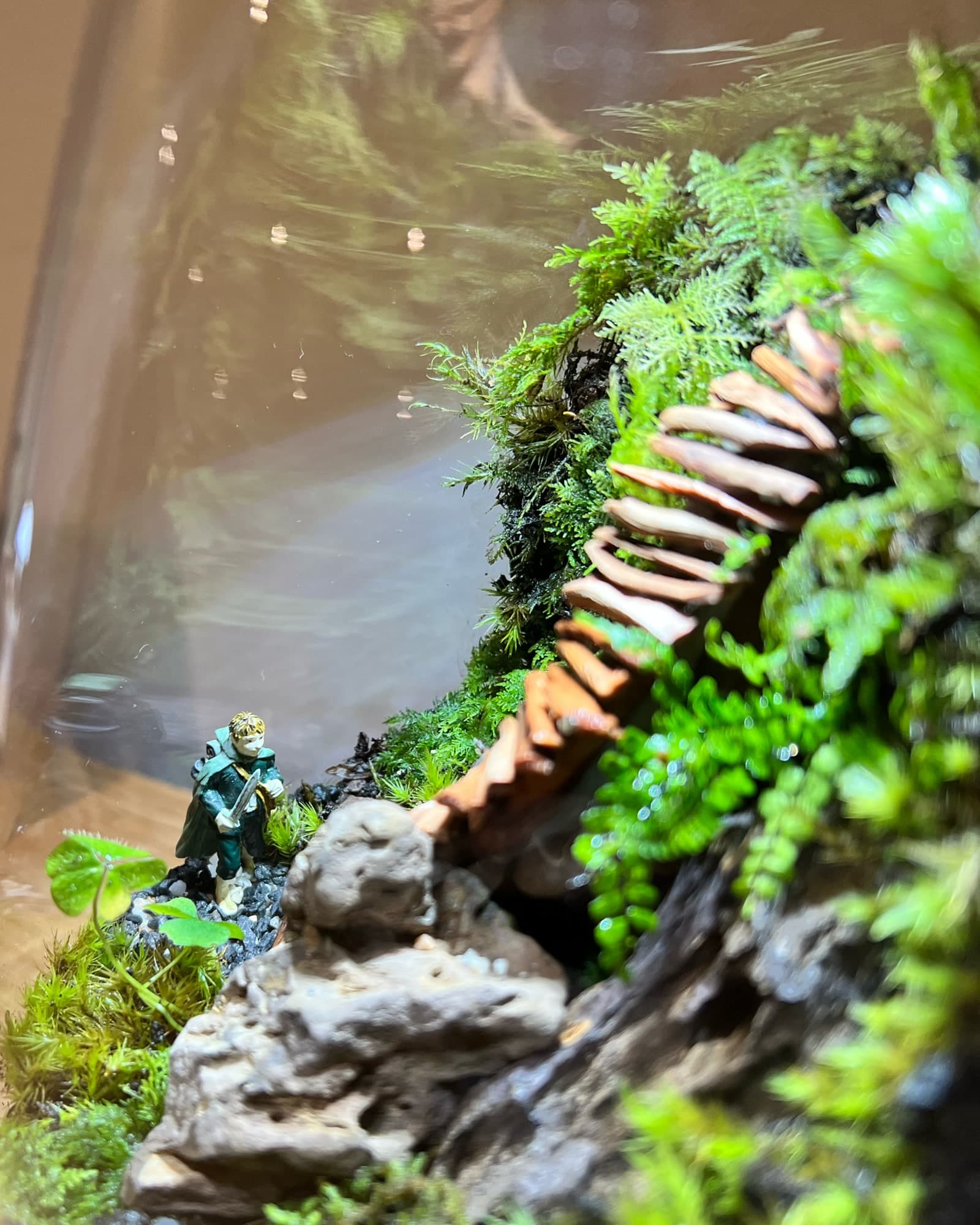Close up shot of the terrarium